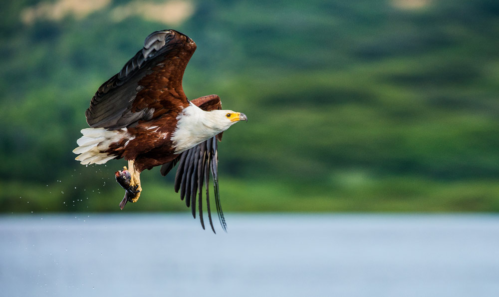 African Fish Eagle