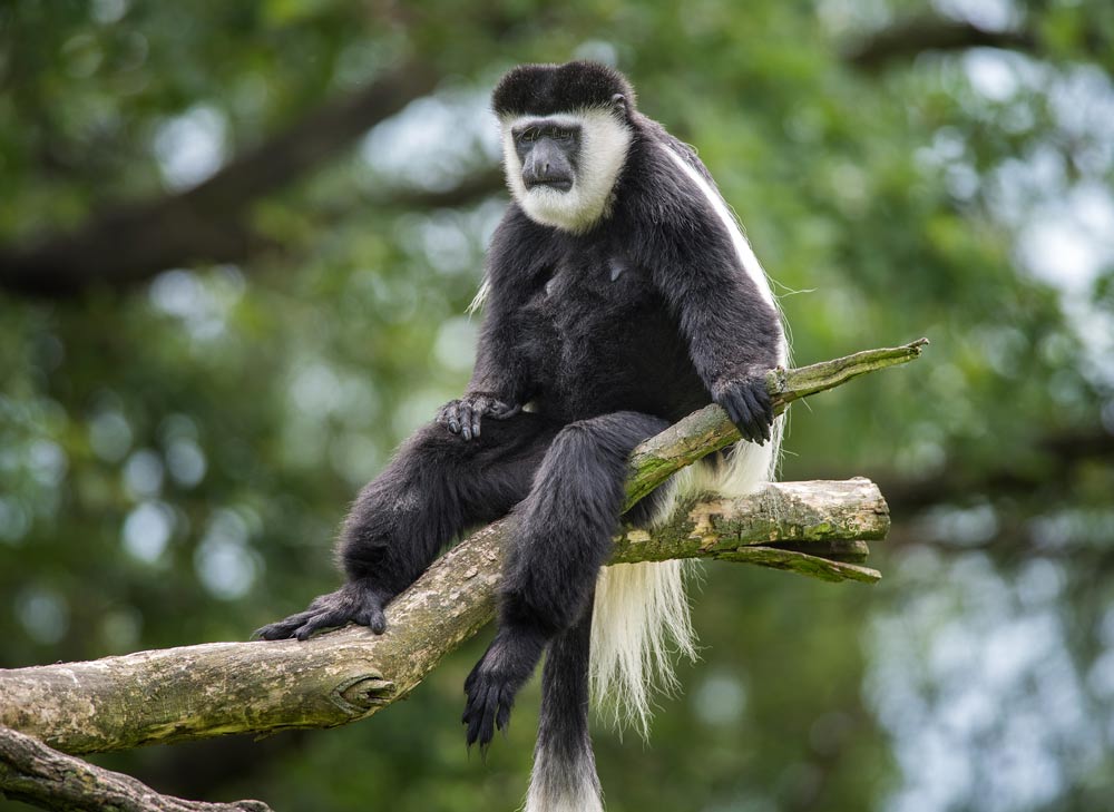 Black-and-white colobus monkey