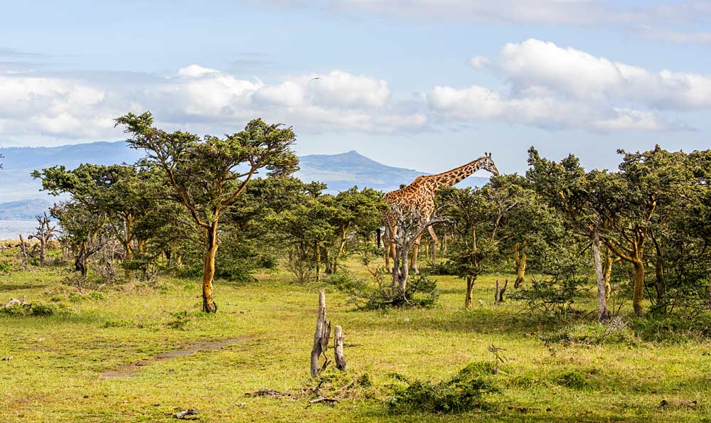 Crescent Island Wildlife Sanctuary