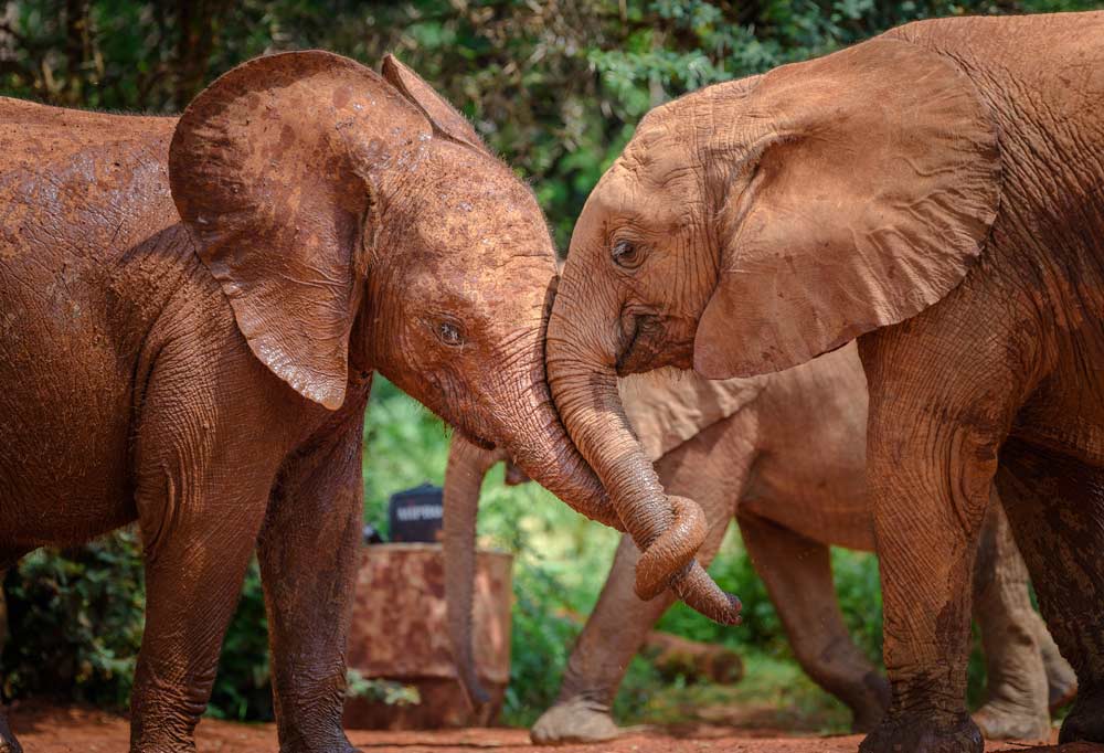 Orphaned elephants at the David Sheldrick Wildlife Trust