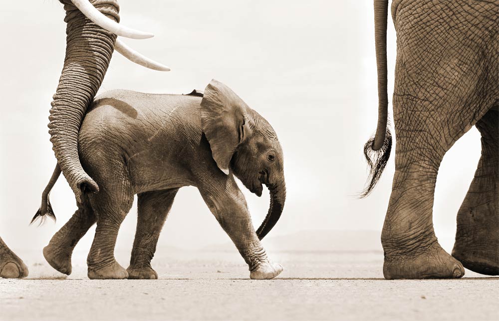 Elephant Baby and Mother_