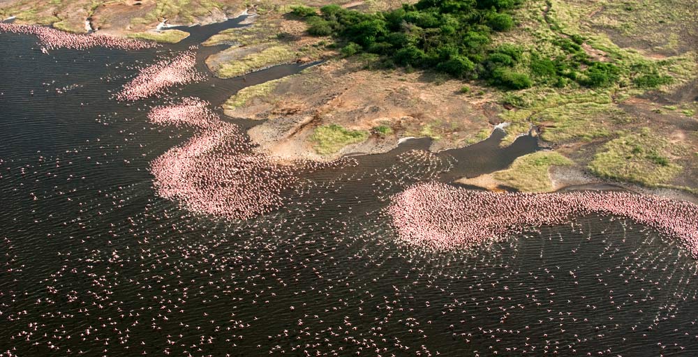 Flamingos Lake Bogoria