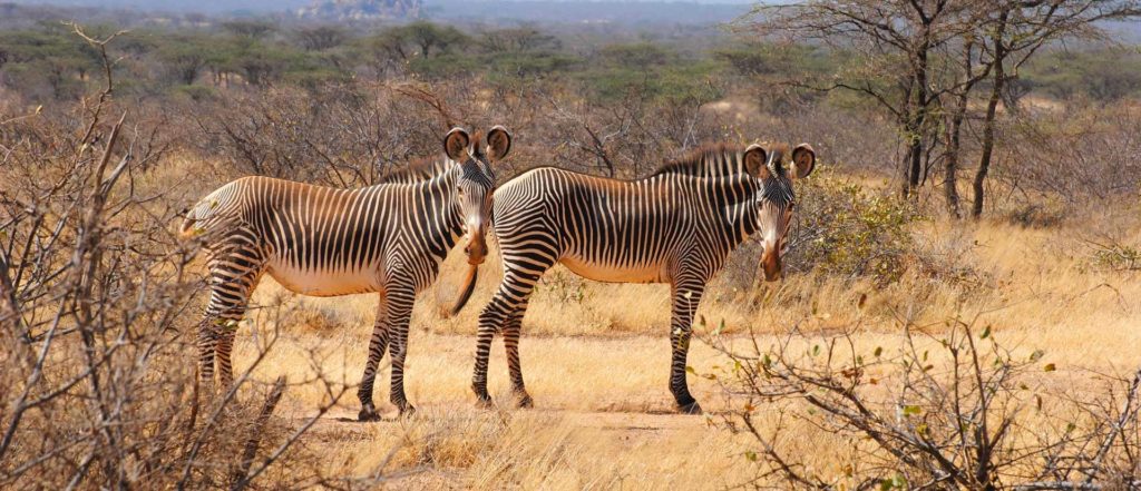 Grevy's zebra - Samburu National Reserve