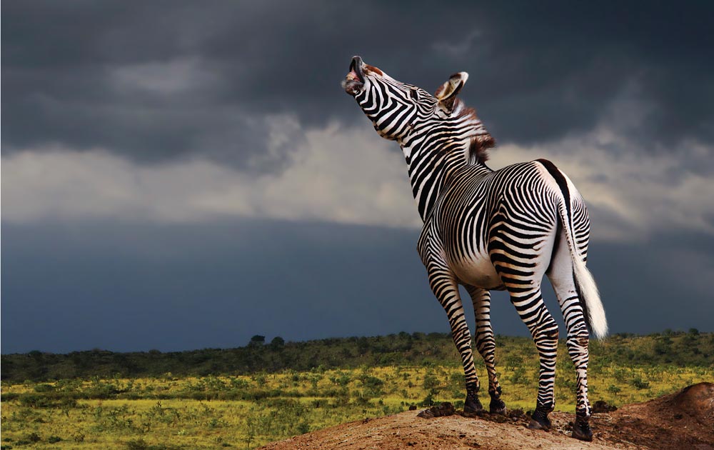 Grevy's zebra