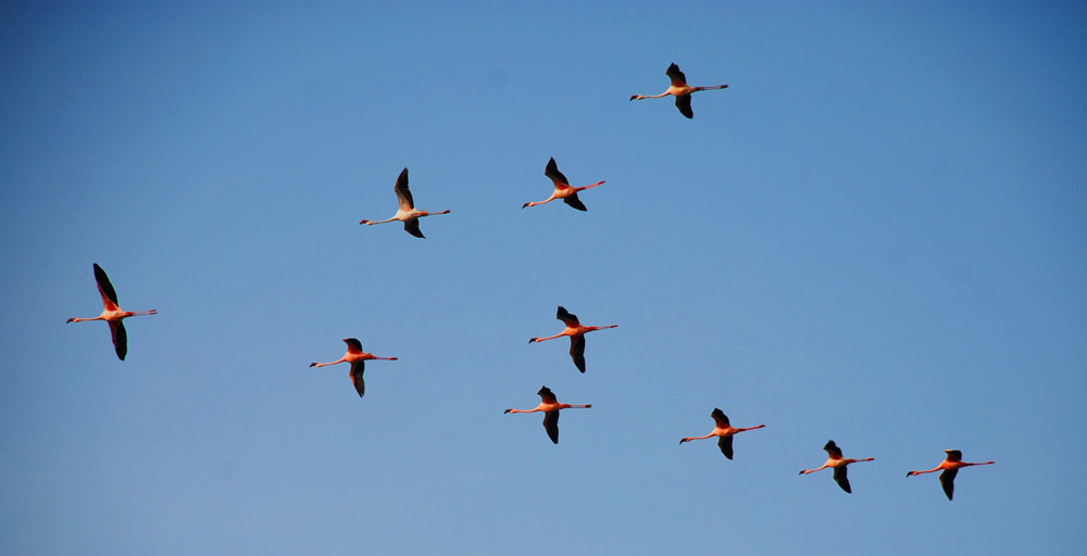 Lesser Flamingo migration