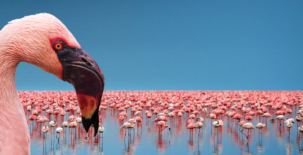 Lesser Flamingos Lake Nakuru