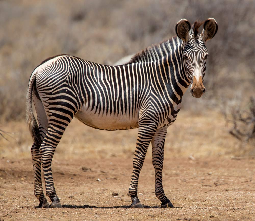 A lone Grevy's zebra