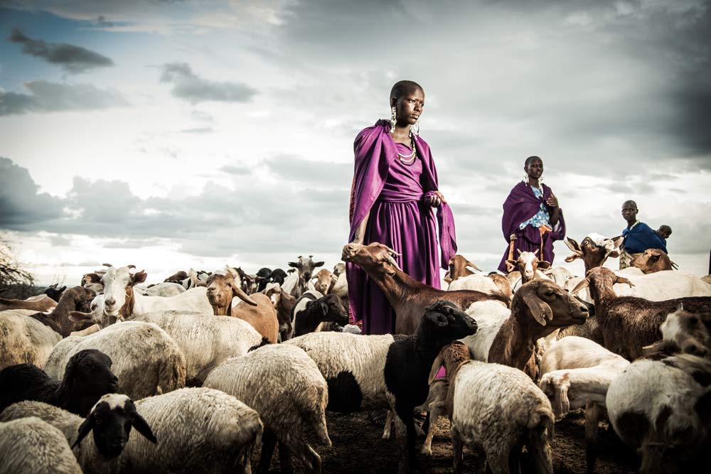 Maasai herding cattle