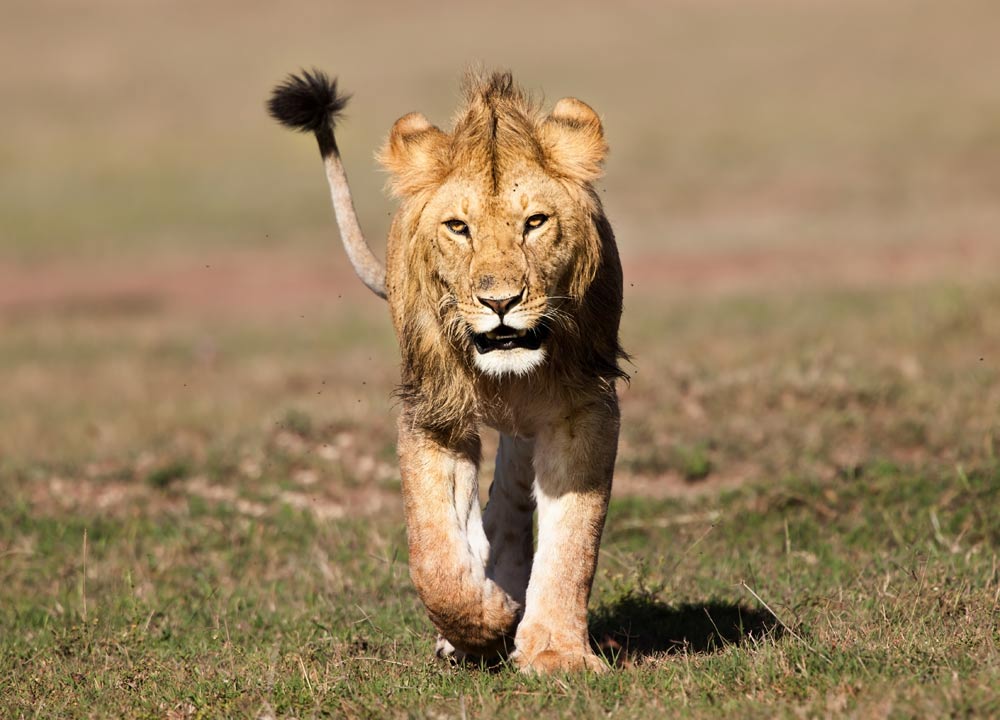 A young male from the Marsh Pride, Masai Mara