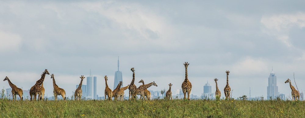 Giraffe in Nairobi National Park