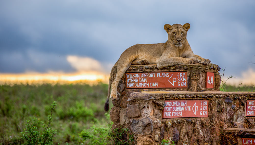 Lion in Nairobi National Park