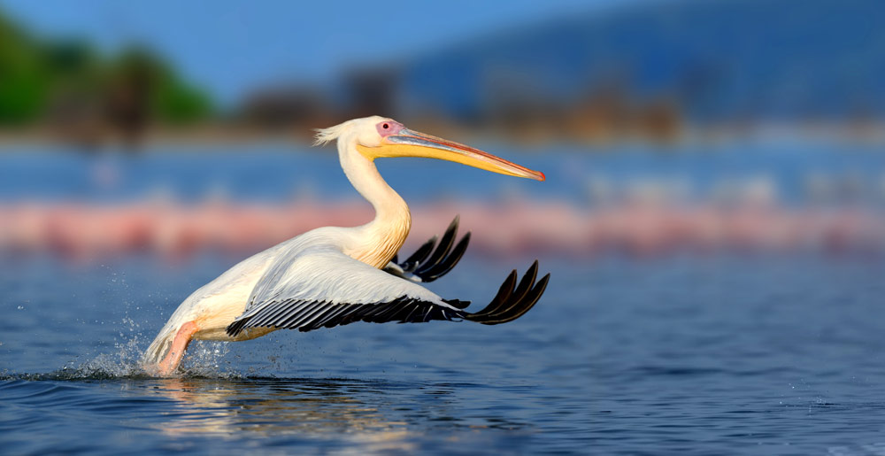 Pelican on Lake Nakuru