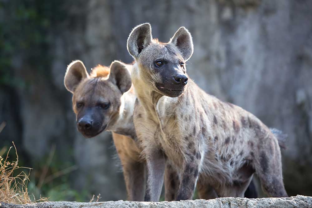 Pride Rock hyenas