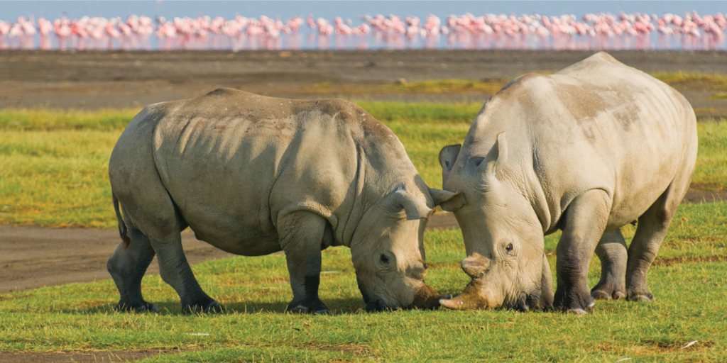 Rhinos in Lake Nakuru
