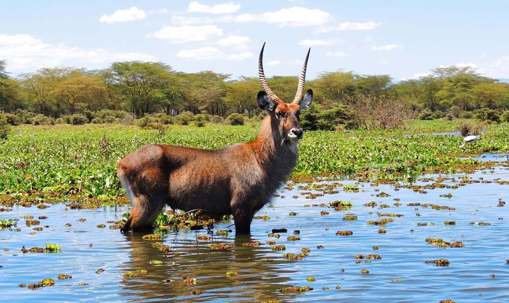 Male waterbuck Lake Naivasha