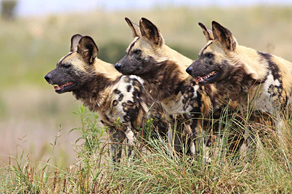 African Wild Dog pack