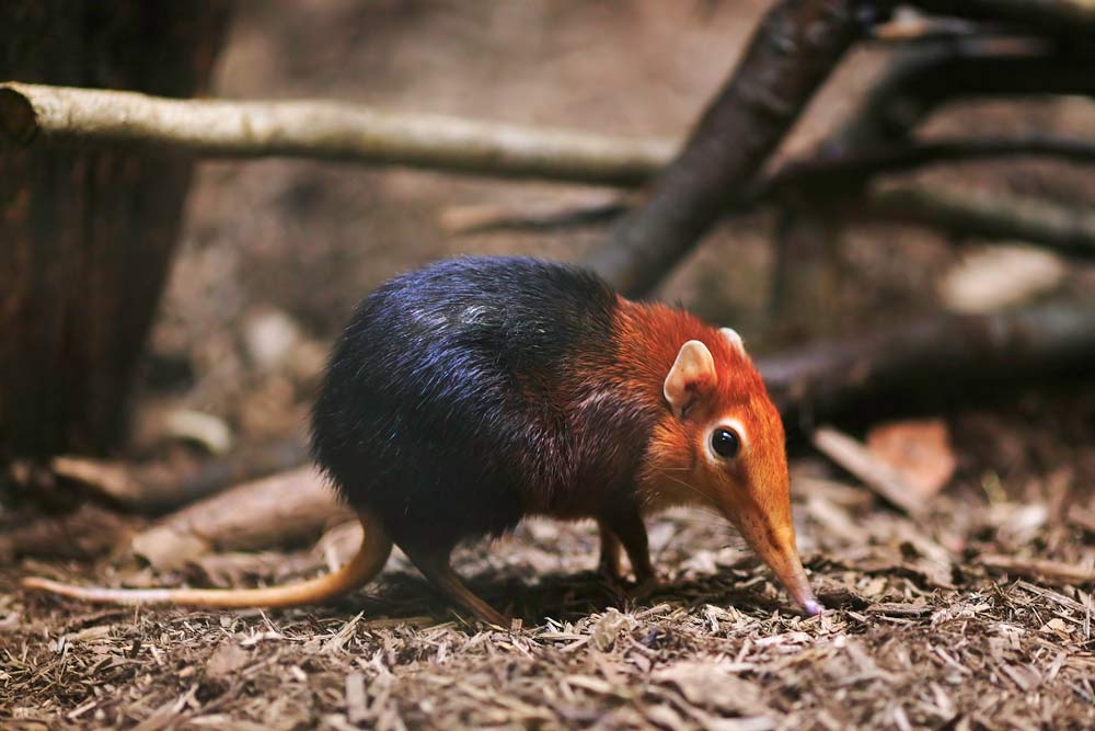 black-and-rufous elephant shrew