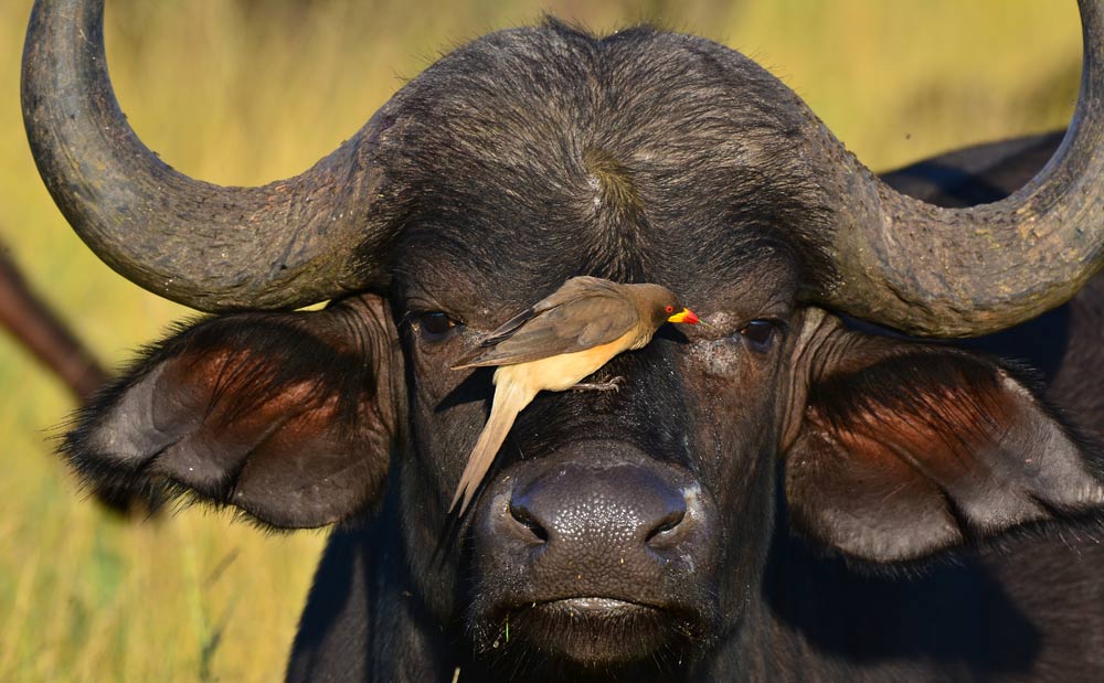 oxpecker and buffalo