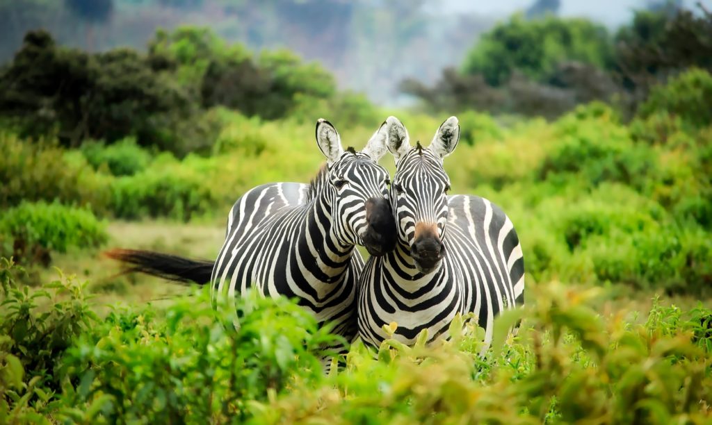 Zebras in Mara