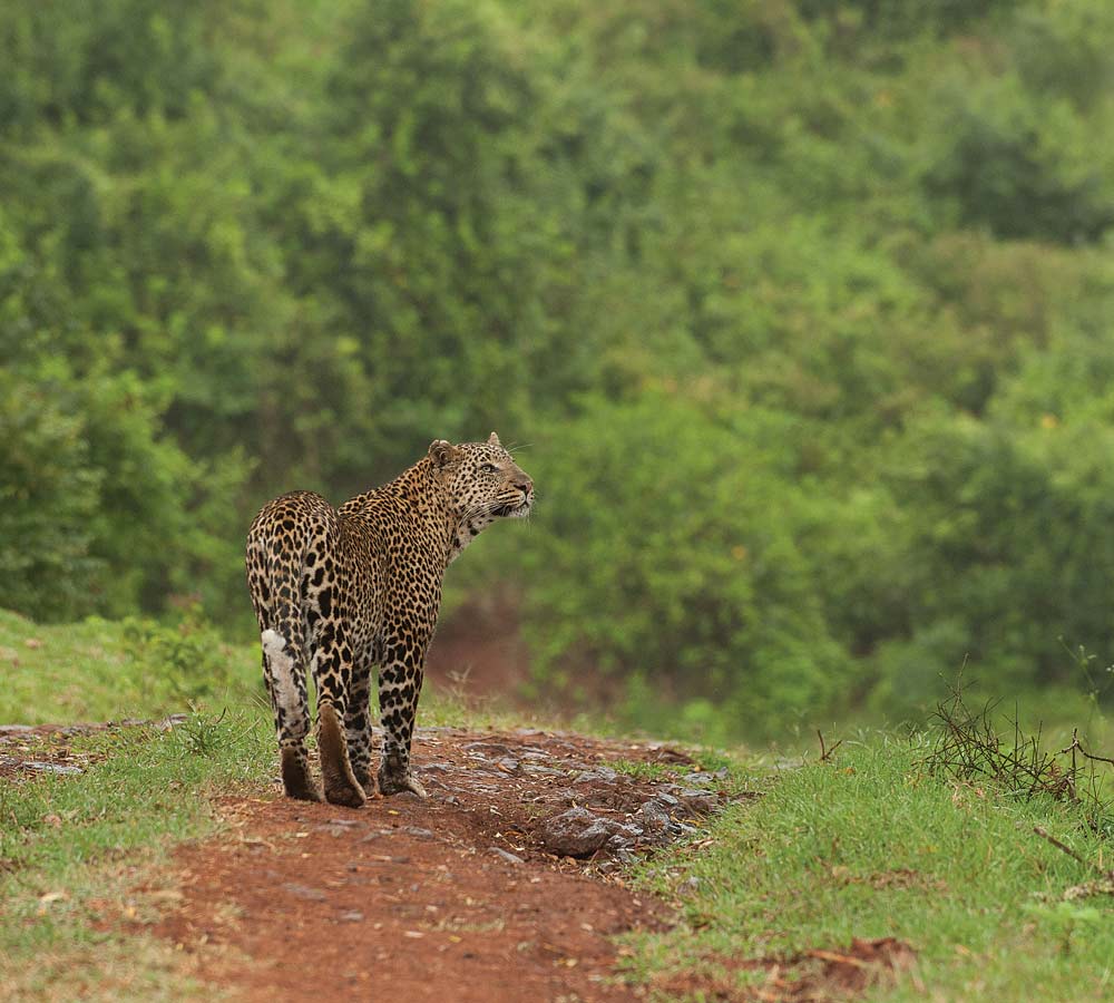 Aberdares-leopard