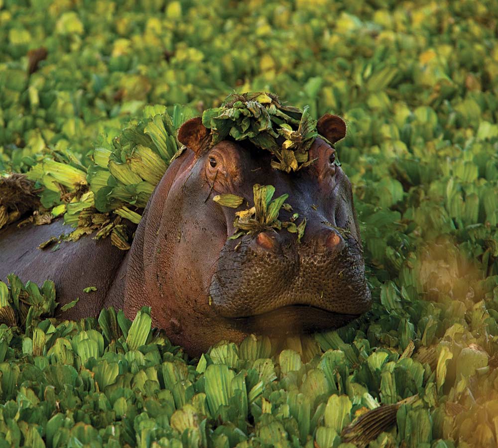 Amboseli-hippo