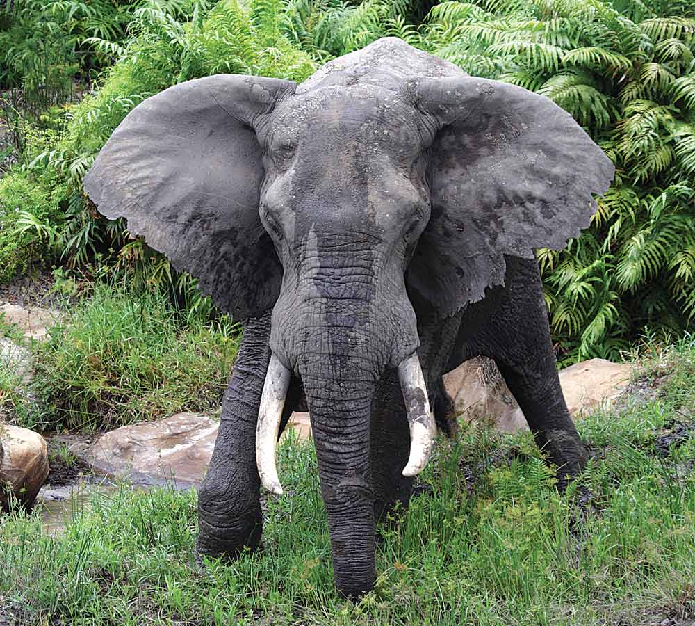 Diani-Mwaluganje-sanctuary-elephant
