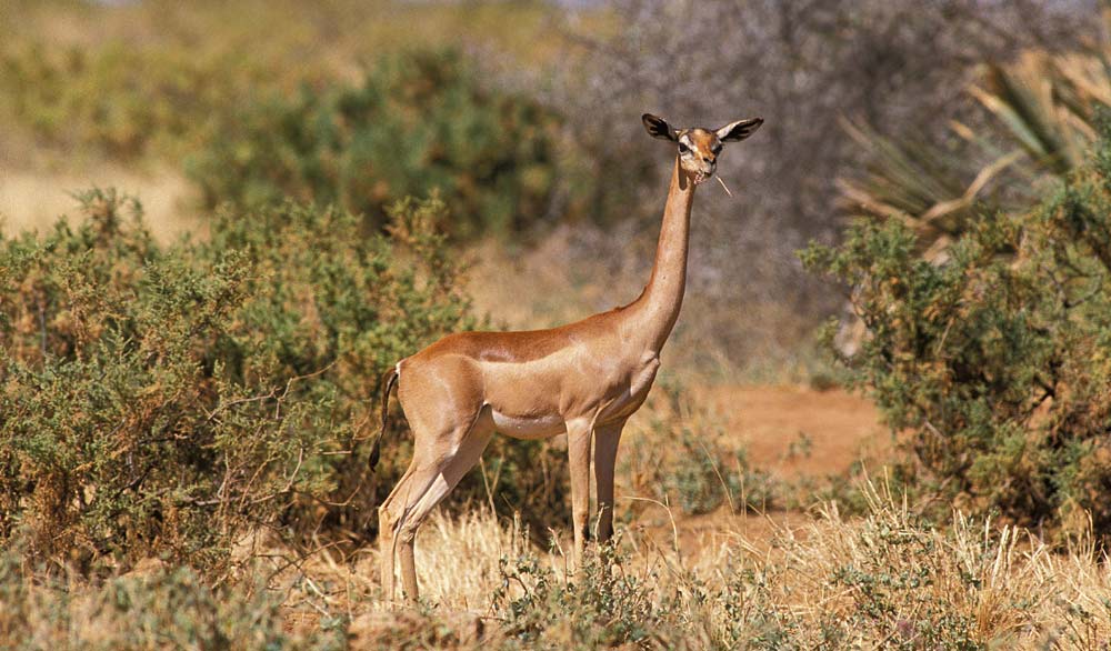 Reteti gerenuk