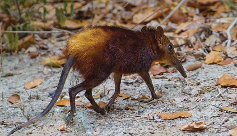 Arabuko Sokoke Forest Reserve - a beautiful oasis on Kenya's north coast