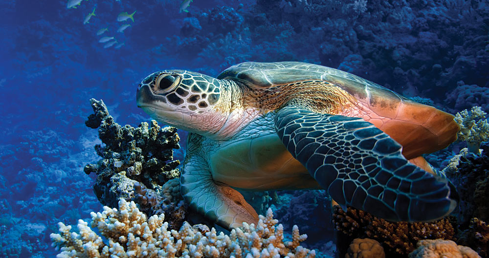 Hawksbill sea turtle, Kenya