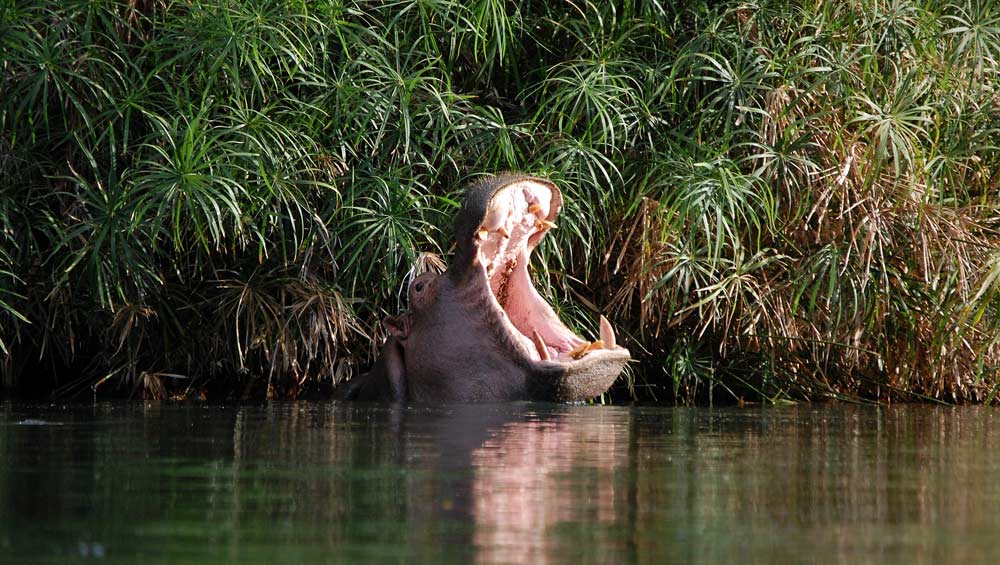 Hippo in Mzima Springs