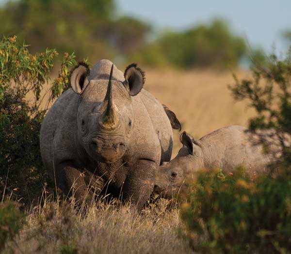 Kenya-ecotourism-Ol-Pejeta