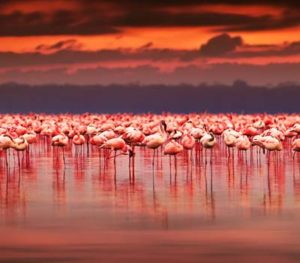 Kenya-holidays-Explore-Lake-Nakuru