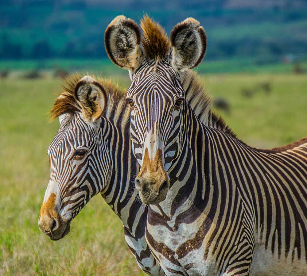 Laikipia-Grevy's-zebra