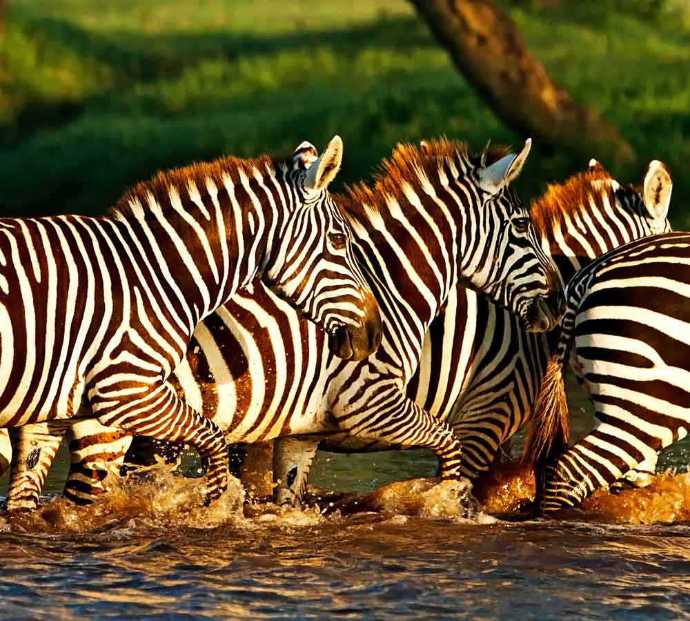 Lake-Nakuru-zebra