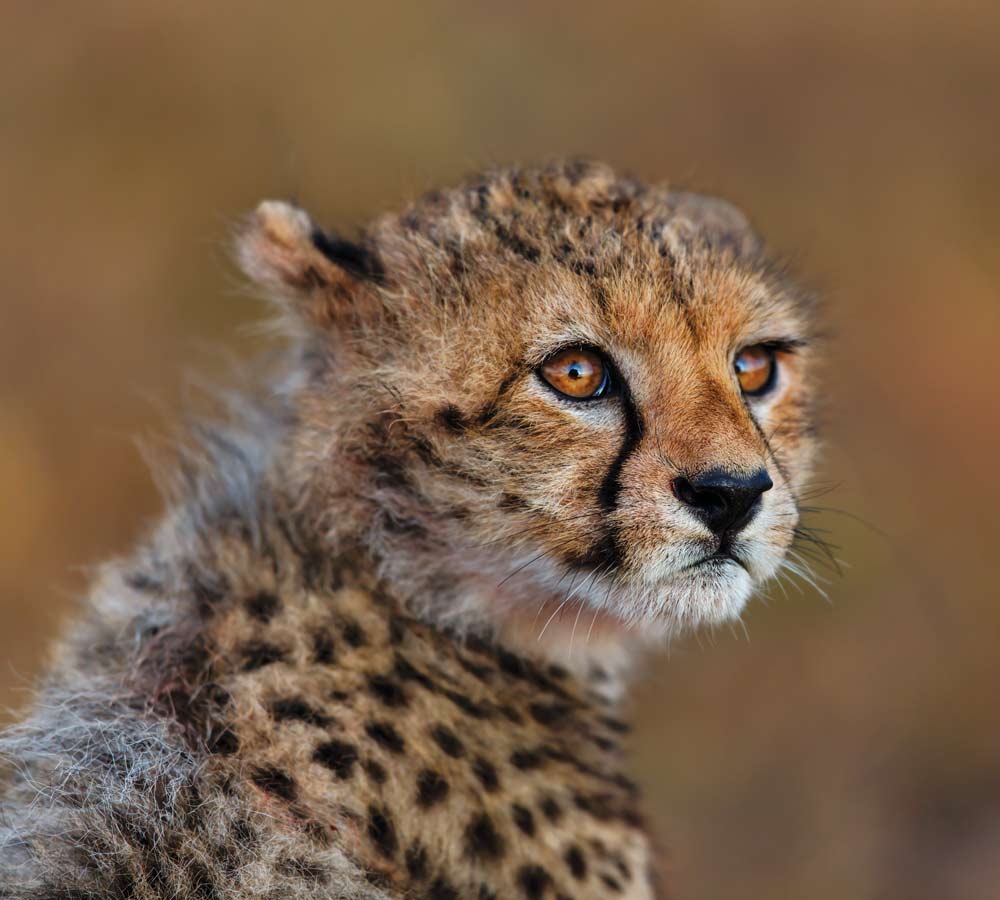 Masai Mara cheetah