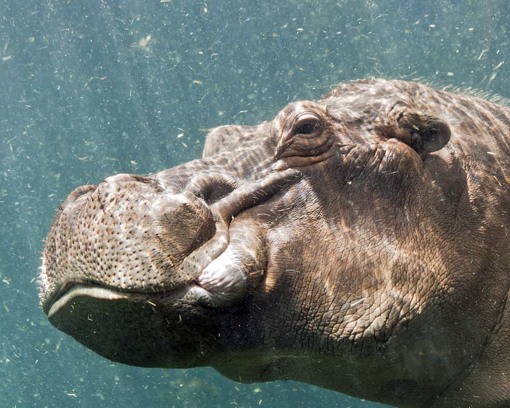 Mzima Springs hippo underwater