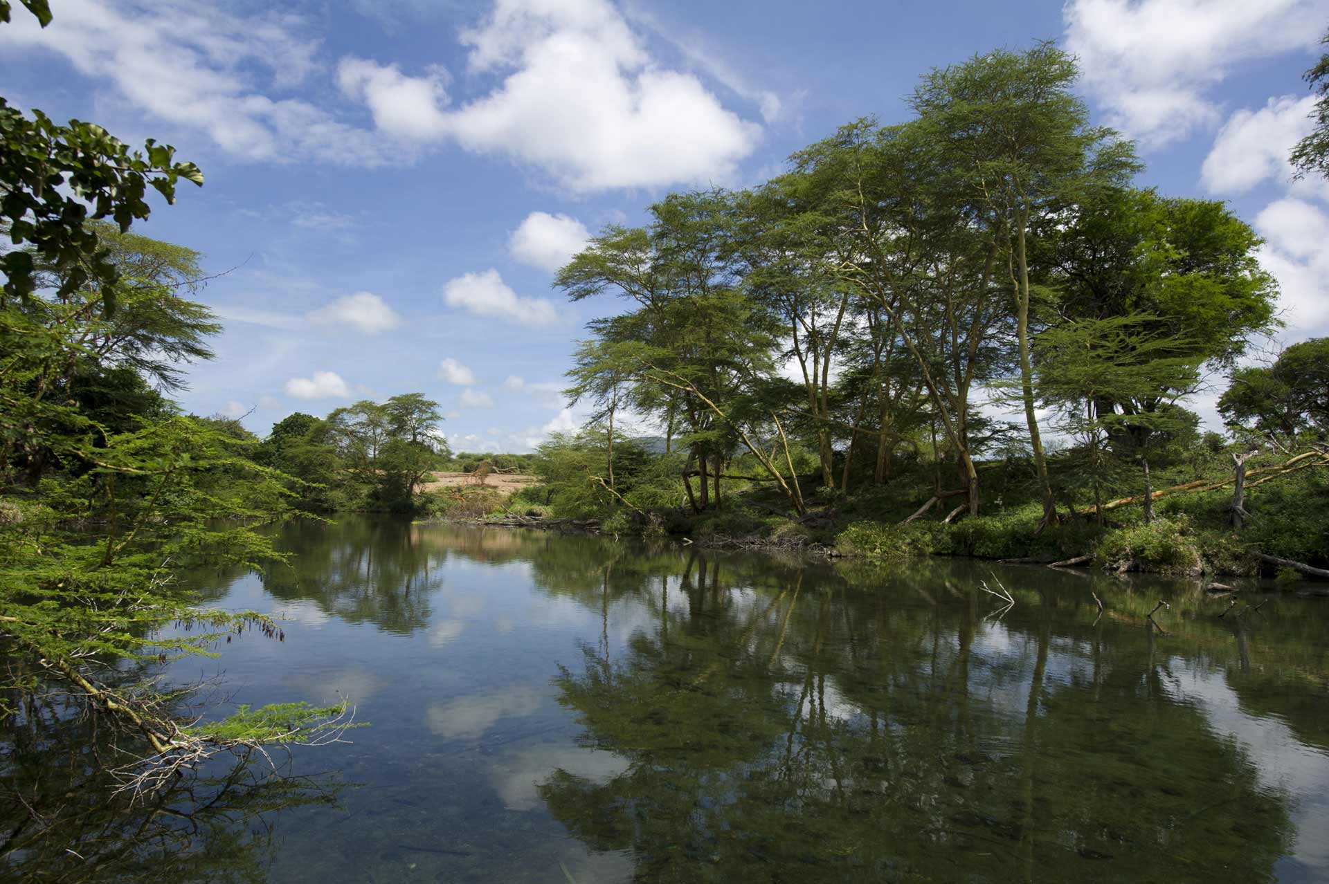 Mzima Springs – crystal-clear oasis in Tsavo West National Park
