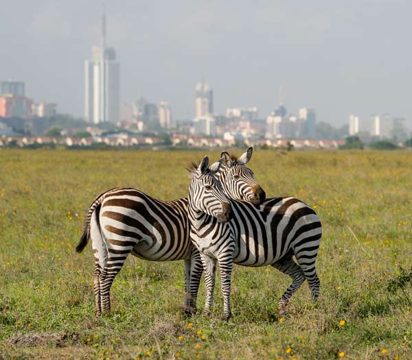 Nairobi-day-trips-Nairobi-national-park