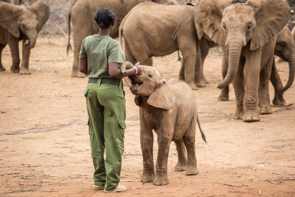 Reteti elephant sanctuary josephine