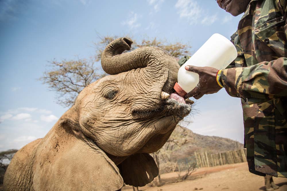 Reteti elephant sanctuary feeding time