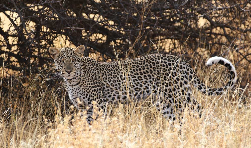 Camouflaged leopard in Samburu National Reserve