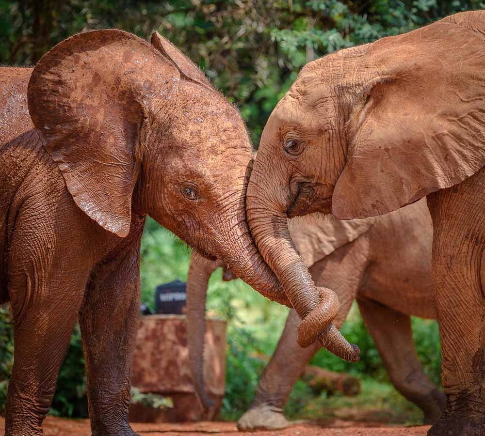 Sheldrick-Wildlife-Trust-elephants