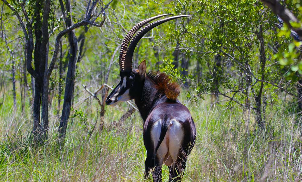 A sable antelope in Shimba Hills