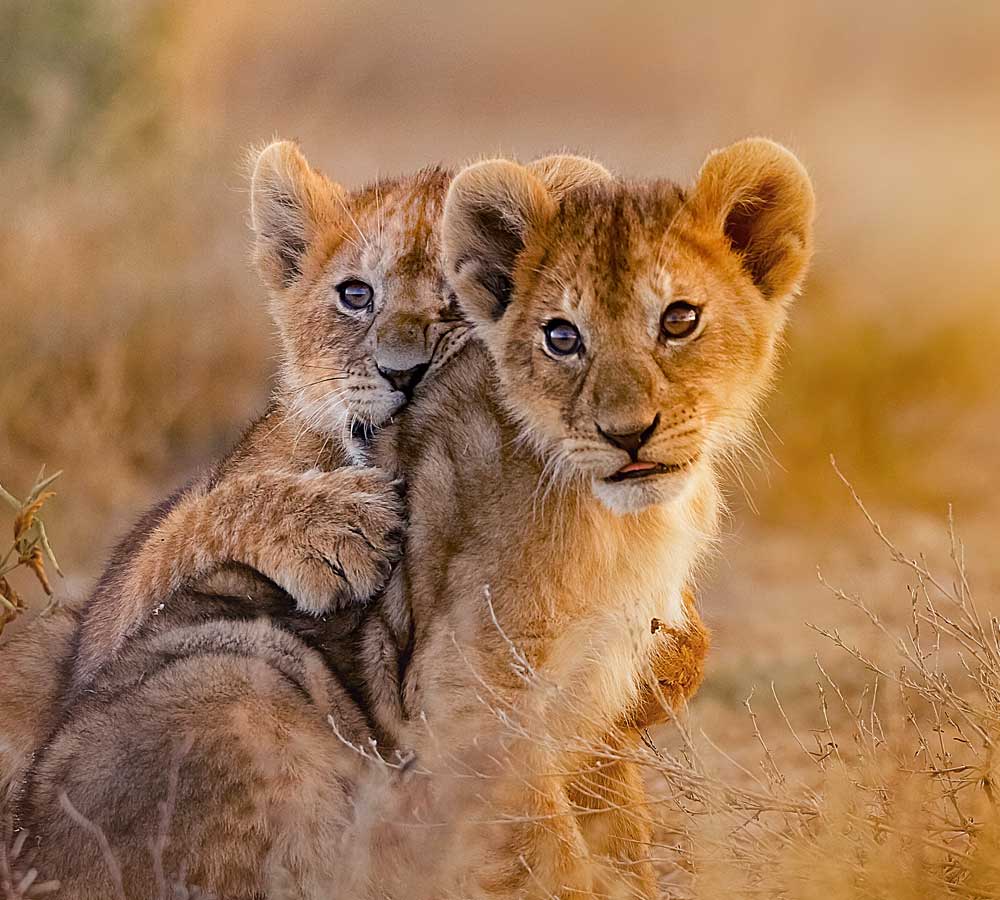 Tsavo-lion-cubs