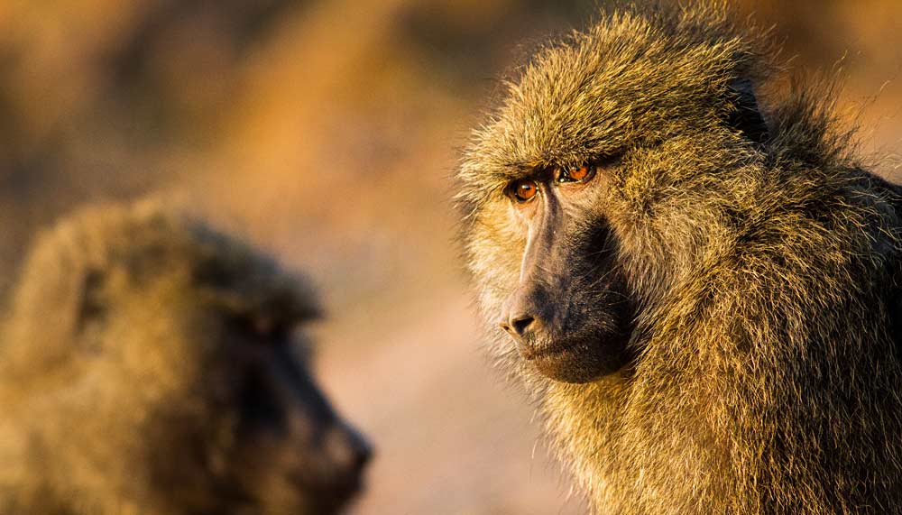 Walking safari Laikipia baboons