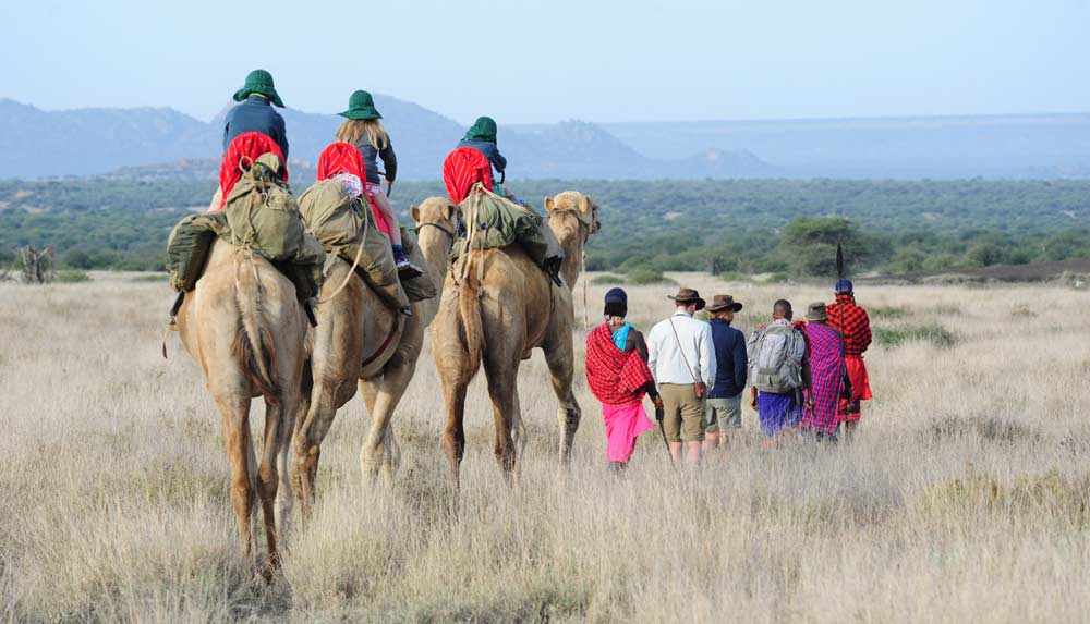 Walking safari Laikipia camel ride