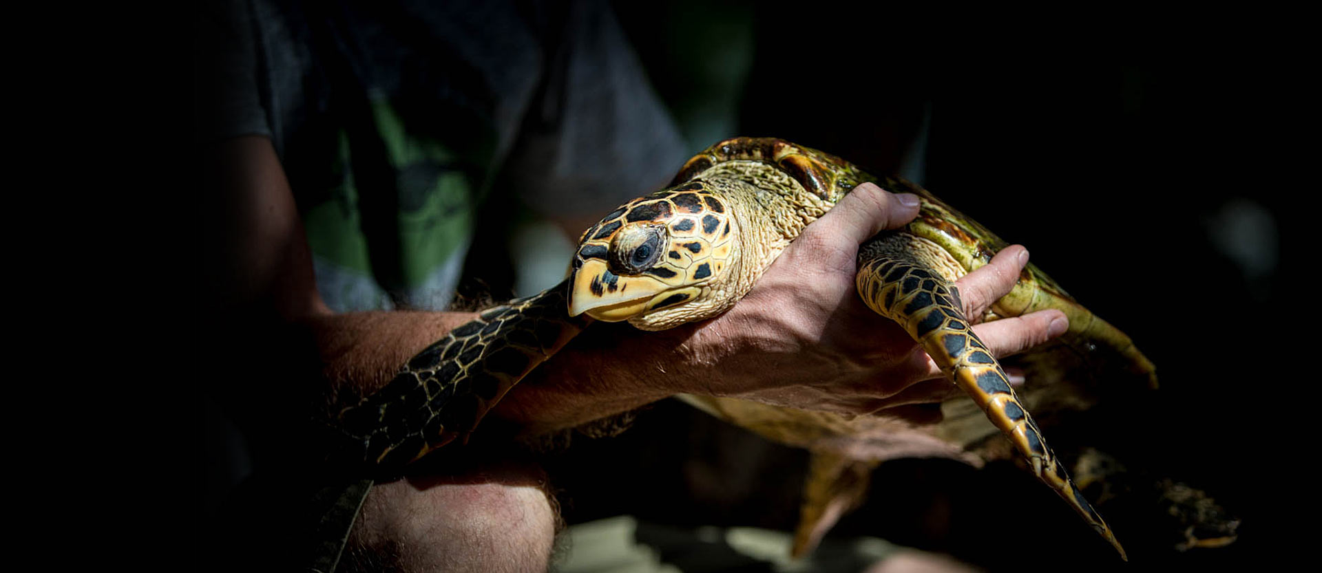 In Watamu, you can experience sea turtle conservation in action