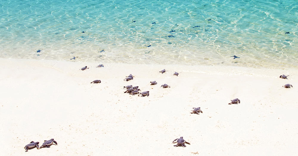 Turtle hatchlings on Watamu beach