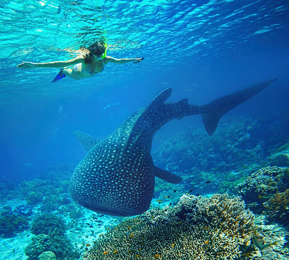 Watamu whale shark experience