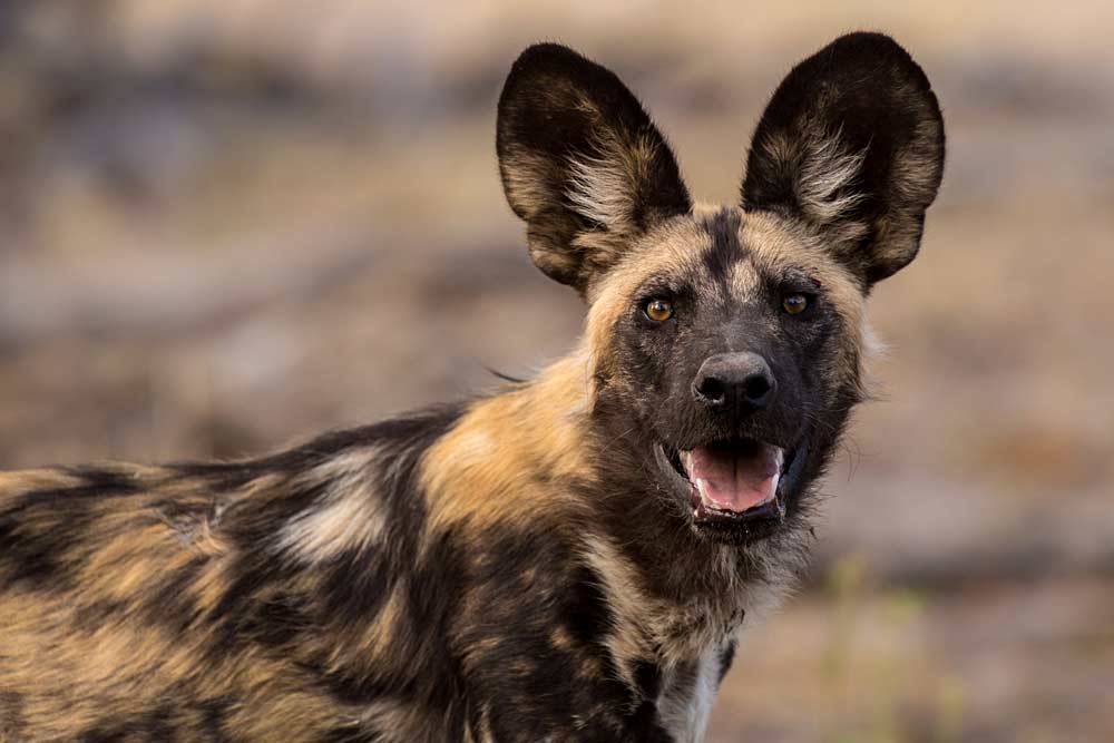 African Wild Dog portrait